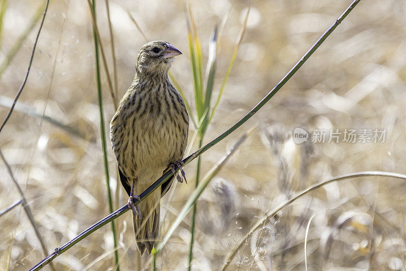 Rufous naped lark(非洲奇迹)